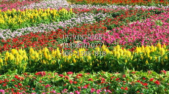 菊花專業供應商 大濱菊價格與苗木選購指南