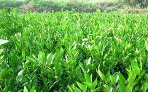 苗木移栽后的科學管理，成活率翻一番不是夢