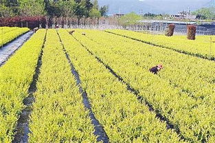 工人在苗圃內對苗木進行養護 技術與責任