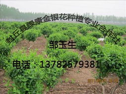 封丘綠康金銀花苗木 專業種植與批發指南