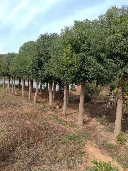 低價出售優質苗木，綠化家園的理想選擇