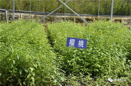 紅河縣工廠化育苗中心 年產300萬株苗木的綠色引擎