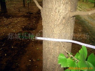 郯城縣精品銀杏苗圃園藝場供應直徑15公分銀杏樹指導價及行情分析