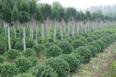 市場進入新時期，新思路引領苗木產業創新突破