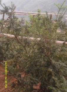 浙江紹興優質香榧苗供應 嫁接苗與實生苗，3公分至5公分規格齊全