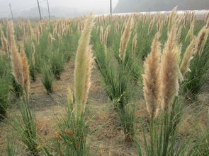 如何選擇優質的矮蒲葦供應商？苗木采購指南