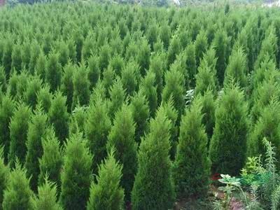 沭陽縣海清苗木基地 苗木產業的高質量發展典范