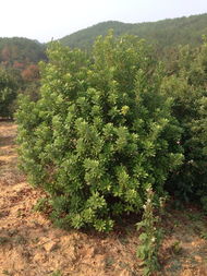 江西南昌苗木批發零售及配套服務公司全面解析