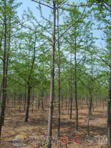 山東優質綠化苗木 精品銀杏及其他工程苗木的優選