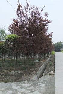 果木苗木市場現狀與廠家報價分析