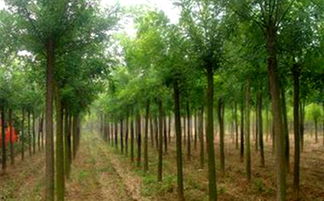 鳳岡縣大型國槐苗木基地 綠色發展的堅實支柱