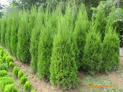 張家港市凱辰紗業綠化苗木產品列表