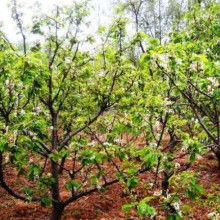 農產品苗木市場概覽 價格、批發渠道與優質廠家探尋