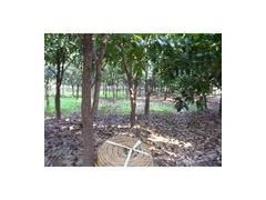 桐廬盛林苗木專業合作社 產地直銷，優質工程苗木的一站式供應