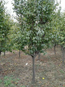 精品苗木推薦與公司風采展示——走進泰安市岱岳區黃前鎮永誠果品購銷站