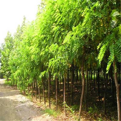 優質刺槐、香花槐與龍爪槐樹苗 基地直銷，規格齊全，助力綠化建設
