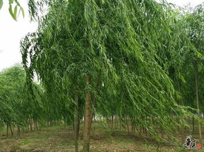 匠心育綠，品質(zhì)造景——湖北楚和園林精品苗木推薦與公司相冊