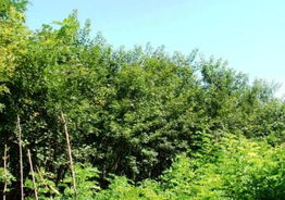 河南省洛陽市洛寧縣東林苗木產(chǎn)品展示