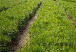 湖南耒陽高產(chǎn)油茶苗圃 優(yōu)質(zhì)油茶種苗及其他特色綠化苗木產(chǎn)品全覽