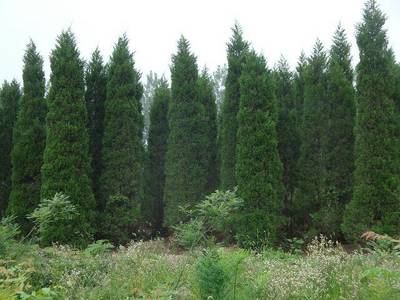 檜柏苗木批發(fā)渠道全攻略 從產(chǎn)地到市場，一篇講清