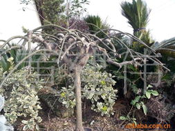 黃建偉綠化苗木產(chǎn)品列表 精選優(yōu)質(zhì)苗木，打造綠色生態(tài)家園